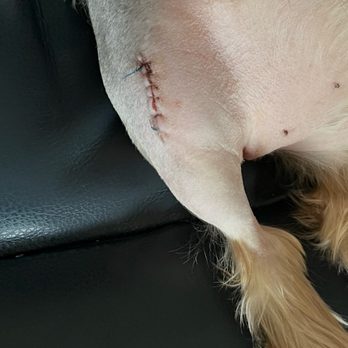 Pets Best - My little girl just had ACL surgery and recovering nicely. - Pet Insurance Near Me - Scottsdale, Arizona Pets Best - My little girl just had ACL surgery and recovering nicely. - Pet Insurance Near Me - Scottsdale, Arizona