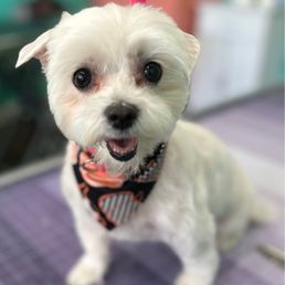 What a Wonderful Woof - Salon And Mobile Dog Grooming: Expert Care & Convenience