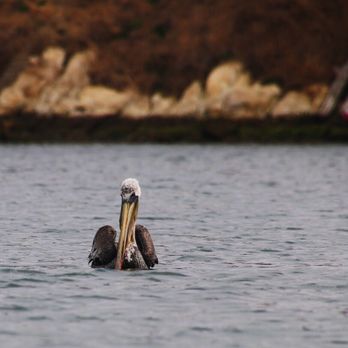 A Kayak Shack - Rafting/Kayaking Near Me - Morro Bay, California A Kayak Shack - Rafting/Kayaking Near Me - Morro Bay, California