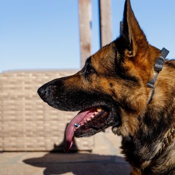 SchaferhundK9 - Pet Training Near Me SchaferhundK9 - Pet Training Near Me