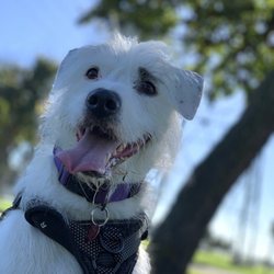 Home Run Dog Park - Looking for my doggy friends