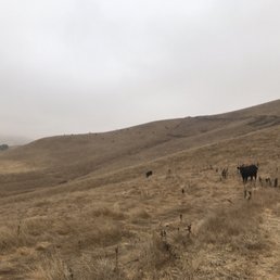 Cattle grazing at tassajara ridge Cattle grazing at tassajara ridge