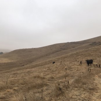 Tassajara Ridge Staging Area - Cattle grazing at tassajara ridge - Mountain Biking Near Me - San Ramon, California Tassajara Ridge Staging Area - Cattle grazing at tassajara ridge - Mountain Biking Near Me - San Ramon, California