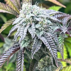 Grow Pros
