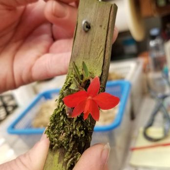 Andy's Orchids - Fall open house 2020 - Nurseries & Gardening Near Me - Encinitas, California