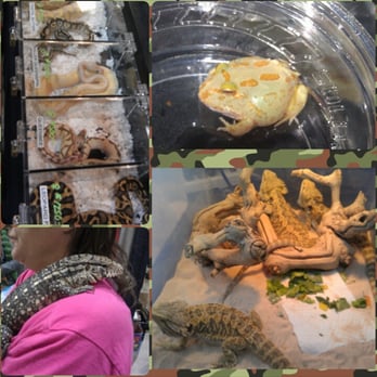 Reptile Super Show - Festivals Near Me - Pomona, California Reptile Super Show - Festivals Near Me - Pomona, California