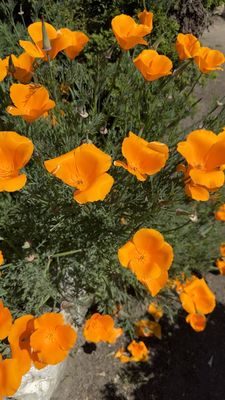 Monterey State Historic Park by null