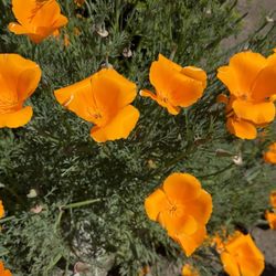 Monterey State Historic Park