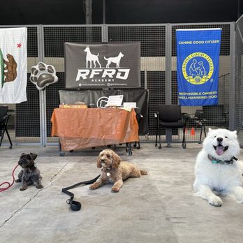Disciplined K9 - Pet Training Near Me Disciplined K9 - Pet Training Near Me
