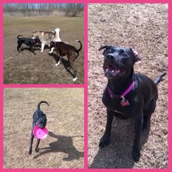 Fort Gratiot Canine Commons-Petsafe Dog Park