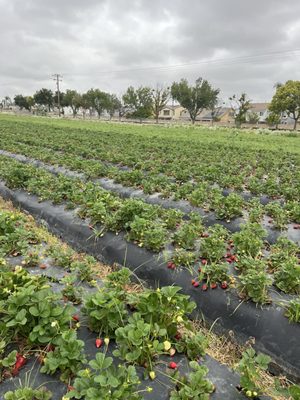 Family Farms by null
