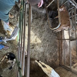 North Meadow Farm