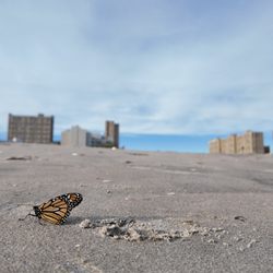 Coney Island Beach and Boardwalk - Butterfly on the beach!
