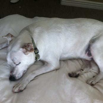 Smilin Dogs - Hammie came home, took a walk around the house, and then collapsed in his favorite spot.  Another great day hiking with Smilin Dogs pals... - Pet Sitting Near Me - San Carlos, California
