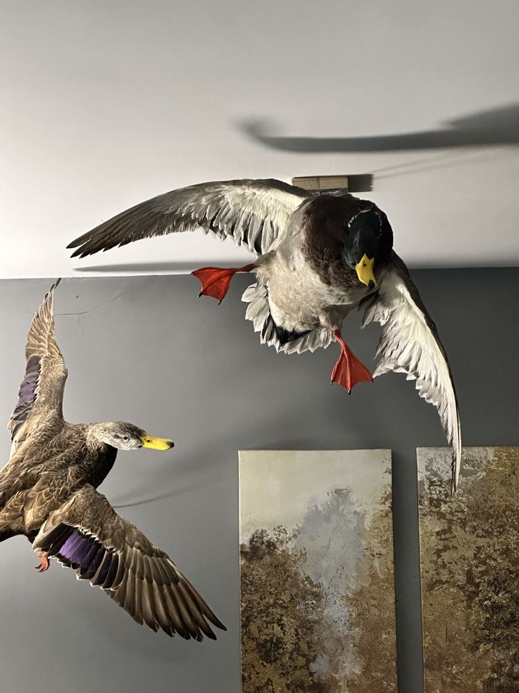 Mooch's Taxidermy - taxidermy in Ottawa, IL
