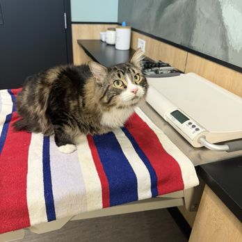 Roosevelt Animal Hospital - Cat not terrified ! ( he usually is ) - Veterinarians Near Me - Seattle, Washington Roosevelt Animal Hospital - Cat not terrified ! ( he usually is ) - Veterinarians Near Me - Seattle, Washington