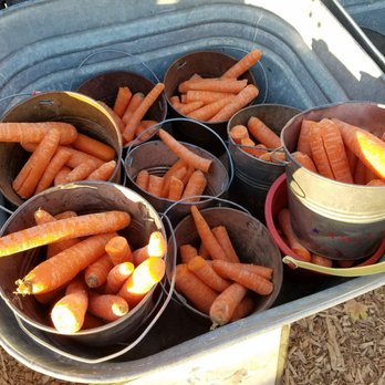 McKee Ranch - $1 for a bucket of carrots - Ranches Near Me - Las Vegas, Nevada McKee Ranch - $1 for a bucket of carrots - Ranches Near Me - Las Vegas, Nevada