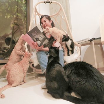 KitTea - when they ask, "Where do you see yourself in 10 years?" I show them this picture. - Pet Adoption Near Me - San Francisco, California