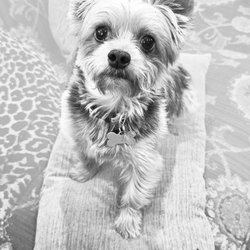 Kays Pet Care