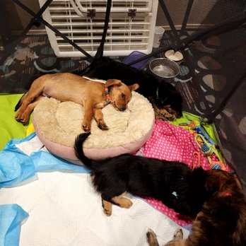 Angels Among Us Pet Rescue - Animal Shelters Near Me Angels Among Us Pet Rescue - Animal Shelters Near Me