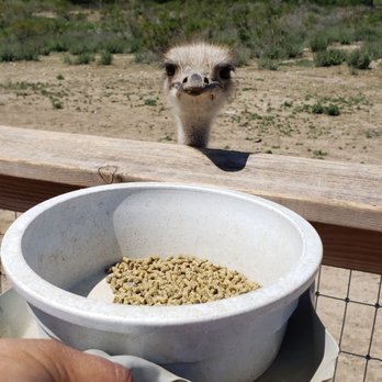 Ostrichland USA - Small, but fun! - Attraction Farms Near Me - Solvang, California