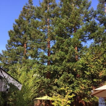 Fallen Leaf Tree Management - A few of the trees after trimming. So much better for airflow and sunlight on undergrowth - Tree Services Near Me - Sacramento, California