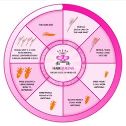 Hair Queens - Head Lice Fact: The average case of head lice is 4-6 weeks before detection.