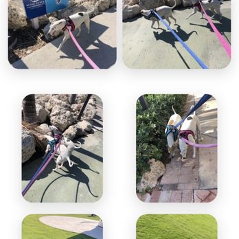 Waggy Tail Pet Care - Pet Sitting Near Me Waggy Tail Pet Care - Pet Sitting Near Me