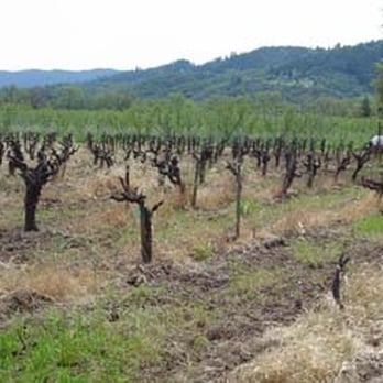 Williamson Wines Yoakim Bridge Estate - Wineries Near Me - Healdsburg, California