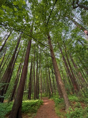 Blackbird State Forest by null