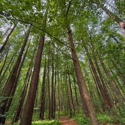 Blackbird Forest State Park - Yellow Trail loop