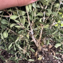 Montgomery Nurseries - Mold growing on the branches. Purchased the day before and Michael from Mont Nursery refused a refund.