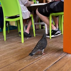 Frenchy's Rockaway Grill - Pigeon