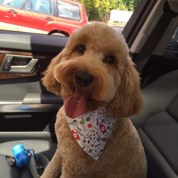 Canine Design - Happy dog with a fresh haircut! - Pet Groomers Near Me - Kensington, Maryland Canine Design - Happy dog with a fresh haircut! - Pet Groomers Near Me - Kensington, Maryland