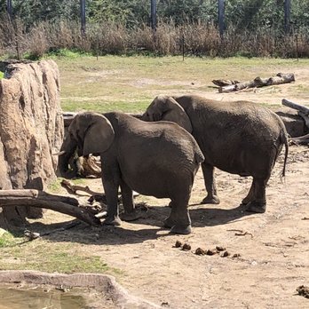 Dallas Zoo - Loved the elephants! - Zoos Near Me - Dallas, Texas