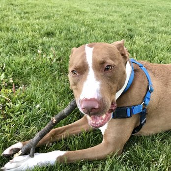 Chicago Canine Rescue - Another pupper we fostered! - Animal Shelters Near Me - Chicago, Illinois Chicago Canine Rescue - Another pupper we fostered! - Animal Shelters Near Me - Chicago, Illinois