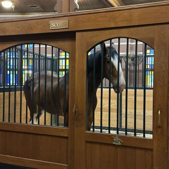 Budweiser Brewery Experience - Another huge and beautiful Clydesdale named Scott - Beer Tours Near Me - Saint Louis, Missouri
