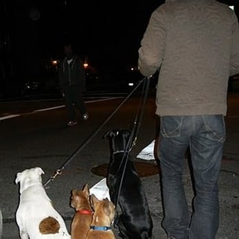 The Confident Dog Training Services - Waiting to cross the street on a night walk. - Pet Training Near Me The Confident Dog Training Services - Waiting to cross the street on a night walk. - Pet Training Near Me