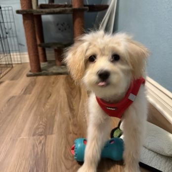 Recorcholis Dog Grooming - Bailey - Pet Groomers Near Me - Baldwin Park, California Recorcholis Dog Grooming - Bailey - Pet Groomers Near Me - Baldwin Park, California
