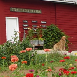 Stoney Hollow Farm