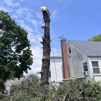 Antonio Tree Service - Tree Services Near Me - Elmont, New York