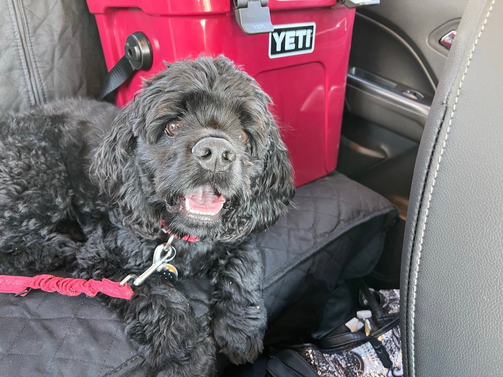 GLAMOUR PAWS Updated August 2024 16 Photos 1115 Fort Worth Hwy