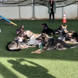 Distraction training!