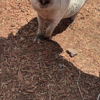 Hogan’s Place - Attraction Farms Near Me - Gibsonton, Florida
