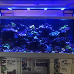 Rift 2 Reef Aquatics - Our Red Sea Max S 650 mixed reef tank is a great example of what is possible with reef aquariums today.