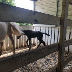 Lake Meadow Farm