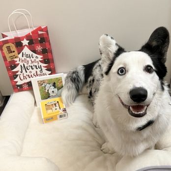 Paw by Paw - Pet Training Near Me