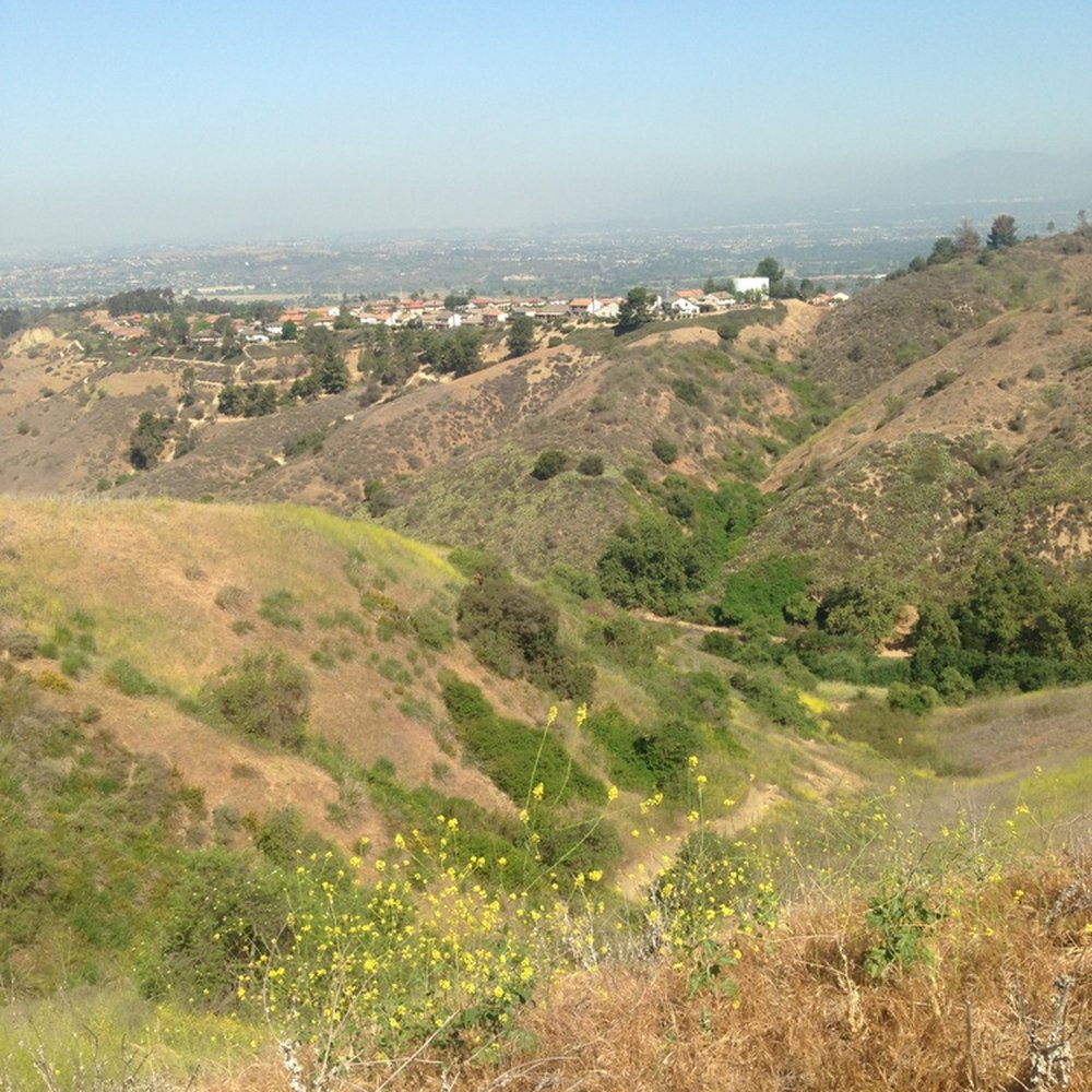Sycamore Canyon Trail - Looking down into the canyon from rattlesnake ridge. - Parks Near Me - Whittier, California Sycamore Canyon Trail - Looking down into the canyon from rattlesnake ridge. - Parks Near Me - Whittier, California