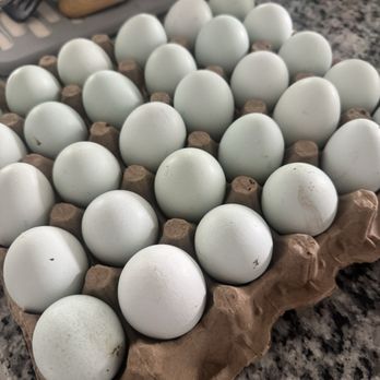 Lake Meadow Naturals - Heirloom blue eggs $24 - Farmers Market Near Me - Ocoee, Florida Lake Meadow Naturals - Heirloom blue eggs $24 - Farmers Market Near Me - Ocoee, Florida