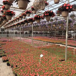 Woldhuis Farms Sunrise Greenhouse